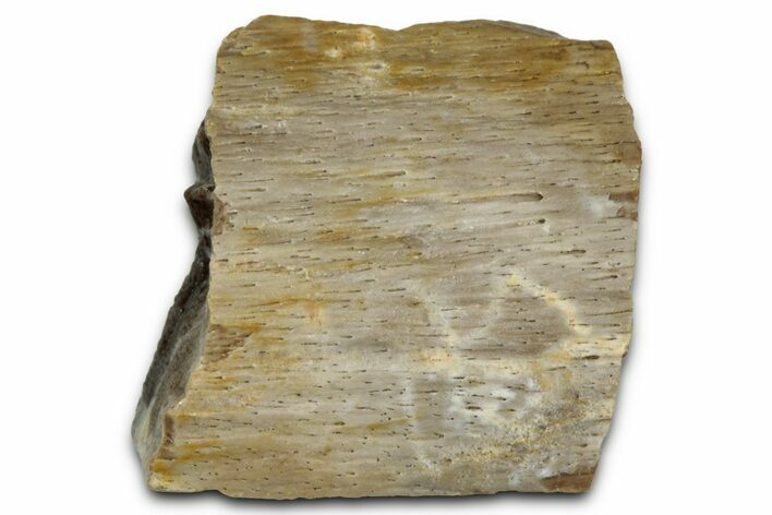 Fossil Tyrannosaur (T rex) Bone Section - Wyoming #352744